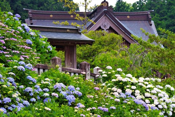 紫陽花, 粟井神社, 観音寺市, 香川