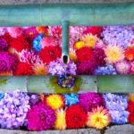 奈良・岡寺「あじさい回廊」｜2024年紫陽花の見頃・開花状況・アクセス・駐車場は？