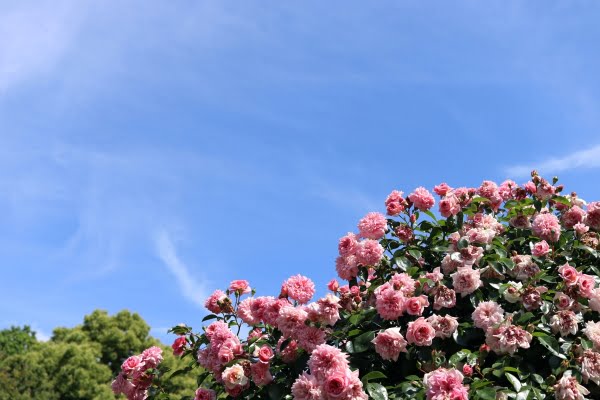 バラ, 蜻蛉池公園, 岸和田市, 大阪