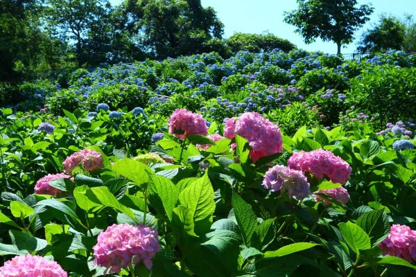 紫陽花, 蜻蛉池公園, 岸和田市, 大阪