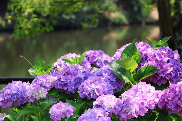 紫陽花, 国営讃岐まんのう公園, まんのう町, 香川県