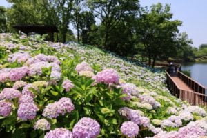 紫陽花, 国営讃岐まんのう公園, まんのう町, 香川県