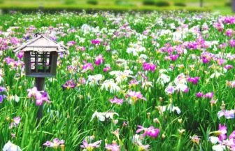 東京・江戸川区の小岩菖蒲園