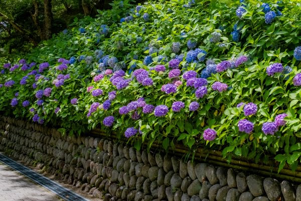 紫陽花, 法多山尊永寺, 袋井市, 静岡県