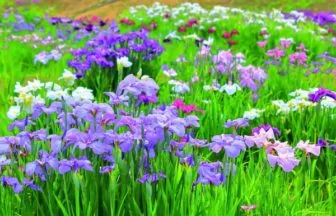 宮城・多賀城跡あやめ園の花菖蒲