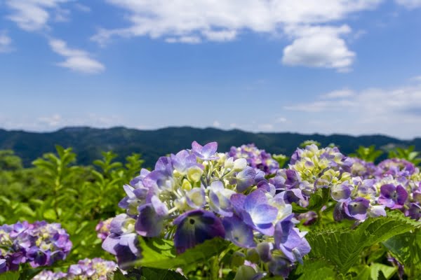 紫陽花, 美の山公園, 皆野町, 秩父市, 埼玉