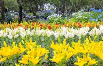 ささやま玉水ゆり園のユリと紫陽花