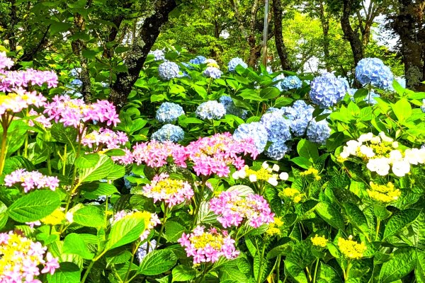 紫陽花, ささやま玉水ゆり園, 丹波篠山市, 兵庫