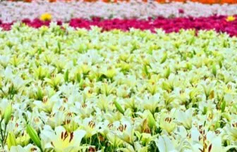 ゆりの里公園のユリ