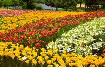 いいでどんでん平ゆり園