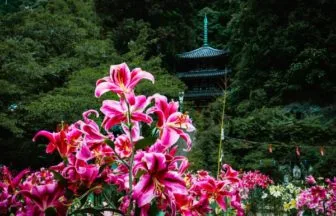 カサブランカ, ユリ, 松尾寺, 大和郡山市, 奈良