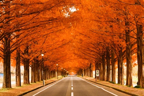 マキノ高原のメタセコイア並木