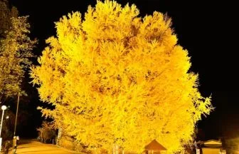 青森・深浦町の北金ヶ沢の大イチョウライトアップ