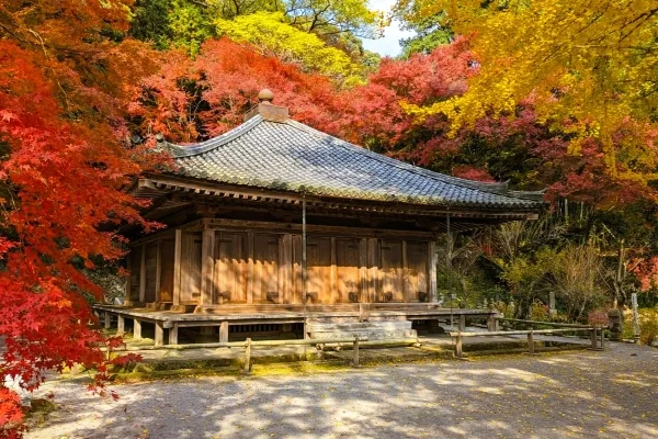 大分・豊後高田市の富貴寺国宝「大堂」の紅葉