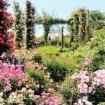 千葉県八千代市 1600種10000株のバラが植栽された日本最大級の京成バラ園