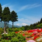 神奈川県箱根町 富士山を背景に広大な庭園を彩る小田急山のホテルのツツジ