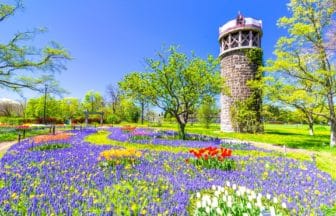 北海道札幌市 百合が原公園の咲き誇るチューリップとムスカリ