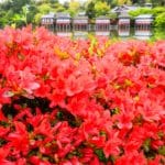 京都府長岡京市 八条ヶ池のほとりを真紅に染める長岡天満宮のキリシマツツジ