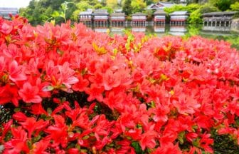 京都府長岡京市 八条ヶ池のほとりを真紅に染める長岡天満宮のキリシマツツジ