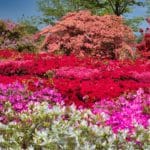 群馬県館林市 広大な園内に色とりどりのツツジがあざやかに咲き誇るつつじが岡公園