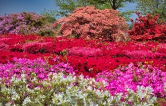 群馬県館林市 広大な園内に色とりどりのツツジがあざやかに咲き誇るつつじが岡公園