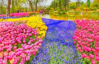 トルコ・イスタンブール エミルギャン公園（Emirgan Park）に咲き誇る約350万本のチューリップ
