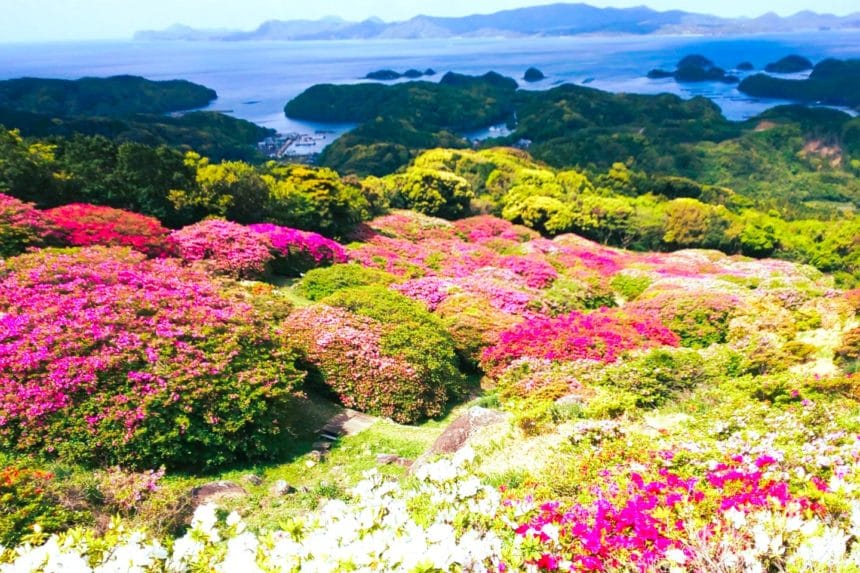 長崎県佐世保市 長串山公園から見下ろす九十九島と山肌を染める約10万本のツツジ