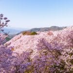 徳島県美馬市 標高400mの山に広がる八百萬神之御殿の桜