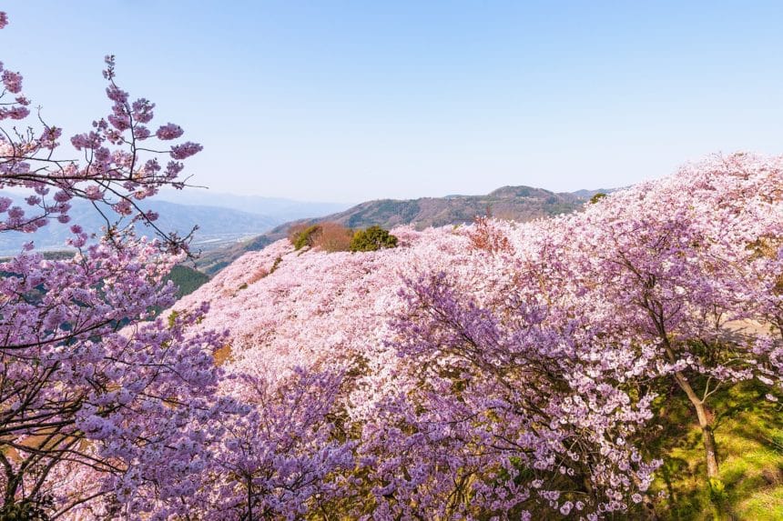 徳島県美馬市 標高400mの山に広がる八百萬神之御殿の桜