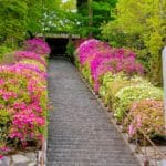 佐賀県基山町 大興善寺の石段を彩るツツジ