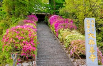 佐賀県基山町 大興善寺の石段を彩るツツジ
