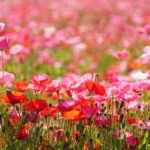 岡山県笠岡市 笠岡湾干拓地の広大な花畑に咲き誇る笠岡ベイファームのポピー