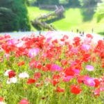 神奈川県横須賀市 ポピーとネモフィラが美しく咲き誇るくりはま花の国