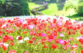 神奈川県横須賀市 ポピーとネモフィラが美しく咲き誇るくりはま花の国