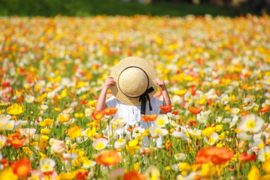 埼玉県滑川町 国営武蔵丘陵森林公園のポピー畑に佇む子ども
