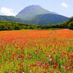 長崎県島原市 平成新山と新緑を背景に約500万本が咲き誇るしまばら火張山花公園のポピー