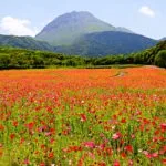 長崎県島原市 平成新山と新緑を背景に約500万本が咲き誇るしまばら火張山花公園のポピー