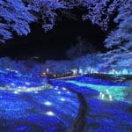神奈川県相模原市 さがみ湖MORIMORIで開催される夜桜イルミリオン
