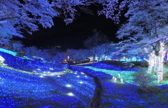 神奈川県相模原市 さがみ湖MORIMORIで開催される夜桜イルミリオン