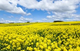 宮城県大崎市 ひまわりの丘に広がる約200万本の菜の花畑