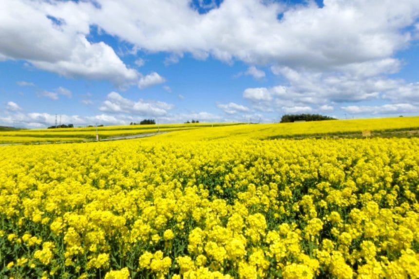 宮城県大崎市 ひまわりの丘に広がる約200万本の菜の花畑