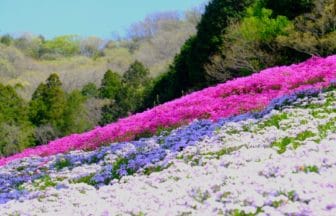 兵庫県姫路市 ヤマサ蒲鉾本社工場裏に広がる芝桜の小道