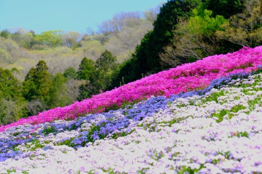 兵庫県姫路市 ヤマサ蒲鉾本社工場裏に広がる芝桜の小道