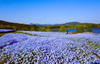 大分県杵築市 るるパーク（大分農業文化公園）に咲く約70万本のネモフィラ