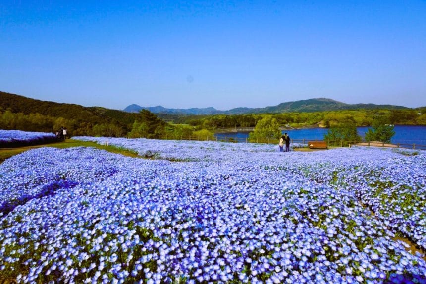 大分県杵築市 るるパーク（大分農業文化公園）に咲く約70万本のネモフィラ