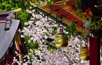 宮城県塩竃市 鹽竈神社の満開の鹽竈桜
