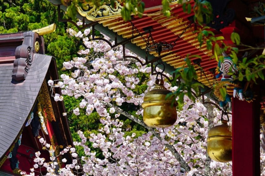 宮城県塩竃市 鹽竈神社の満開の鹽竈桜