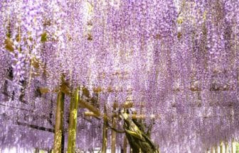 福岡県八女市 素盞鳴神社境内に広がる樹齢600年の黒木の大藤
