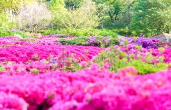 静岡県熱海市 山肌を色鮮やかなピンク色に染め上げる姫の沢公園の約6万株のツツジ