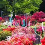 埼玉県越生町 斜面をあざやかに染め上げる五大尊つつじ公園の約1万株のツツジ